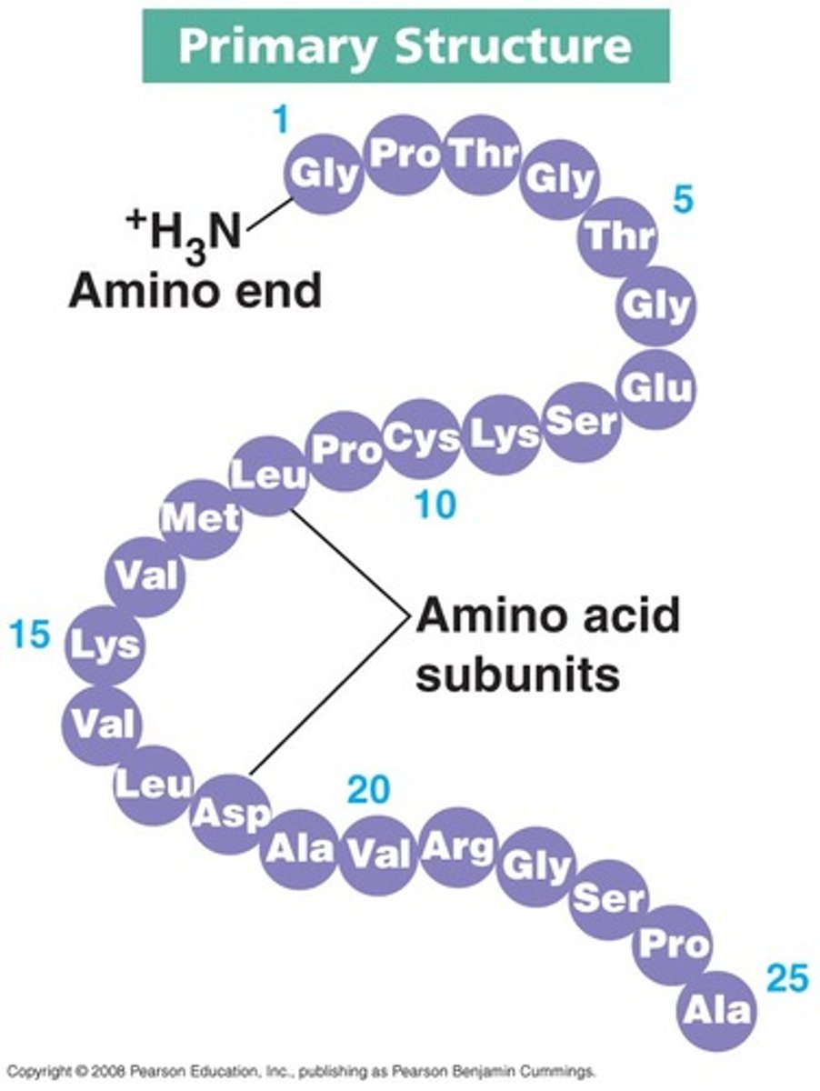 <p>The first level of protein structure, which refers to the sequence of amino acids in a polypeptide chain.</p>