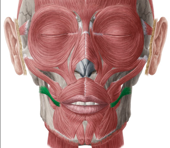 <p>line that sticks out from the corner of the lips</p>