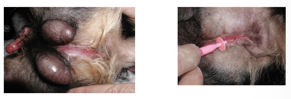 <p>congenital urethral abnormalities - (Hypospadias, epispadias) what happens + how to treat</p>