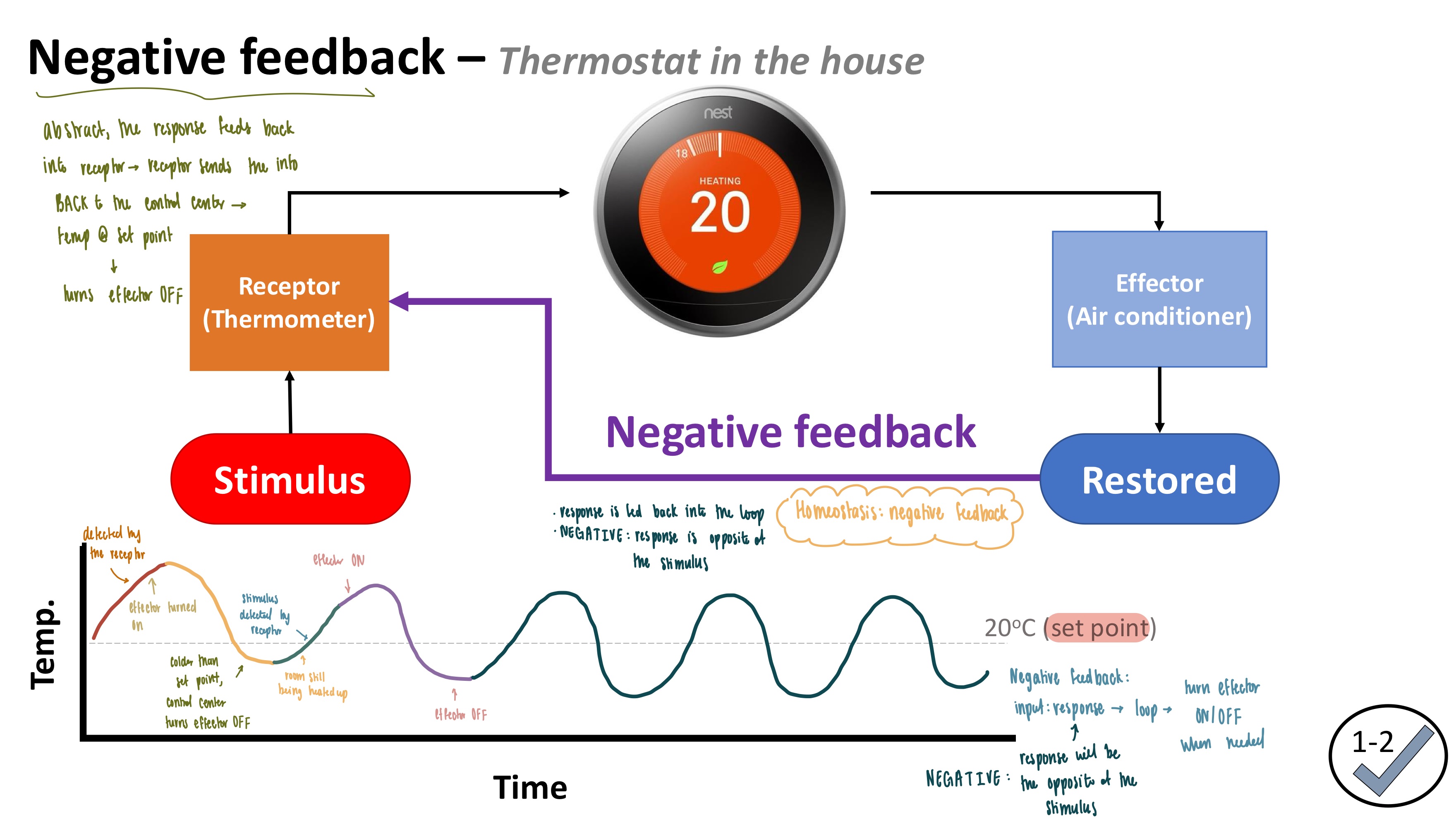 <ul><li><p><strong>Negative Feedback</strong></p><ul><li><p>Response is the OPPOSITE of the stimulus</p></li><li><p>Response is fed BACK to the receptor to maintain homeostasis</p></li></ul></li><li><p><strong>Positive Feedback</strong></p><ul><li><p>Response <strong>rapidly</strong> amplifies the stimulus</p></li><li><p>Needs an external stimulus to end the loop</p></li></ul></li></ul><p></p>