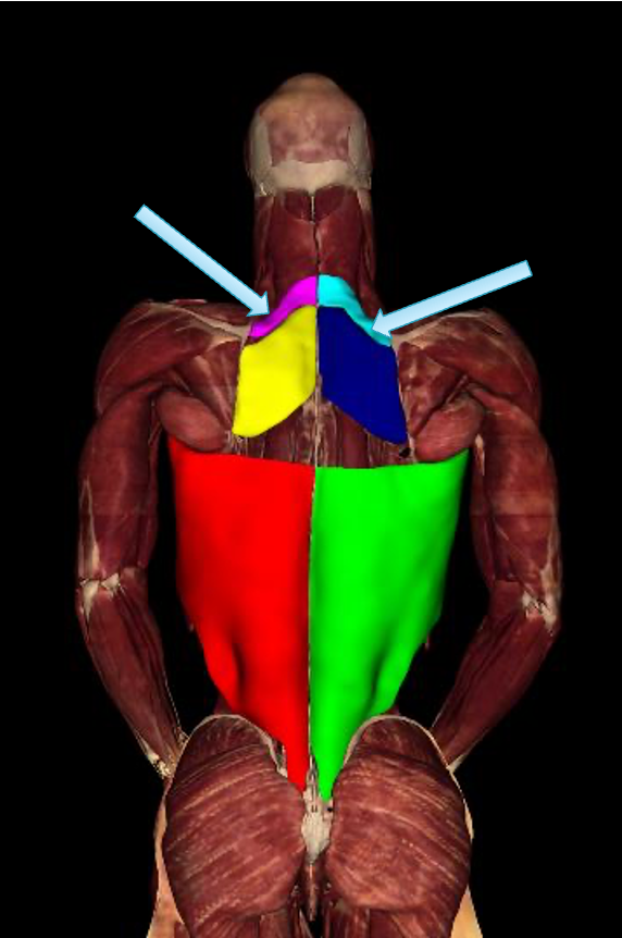 <p><strong>origin: </strong> spinous processes of C7-T1</p><p><strong>insertion:</strong> medial border of scapula</p><p><strong>innervation:</strong> dorsal scapular n (C4-C5)</p><p><strong>actions:</strong> -retract/adduct and rotate scapula</p><p>-fix scapula to thoracic wall</p>