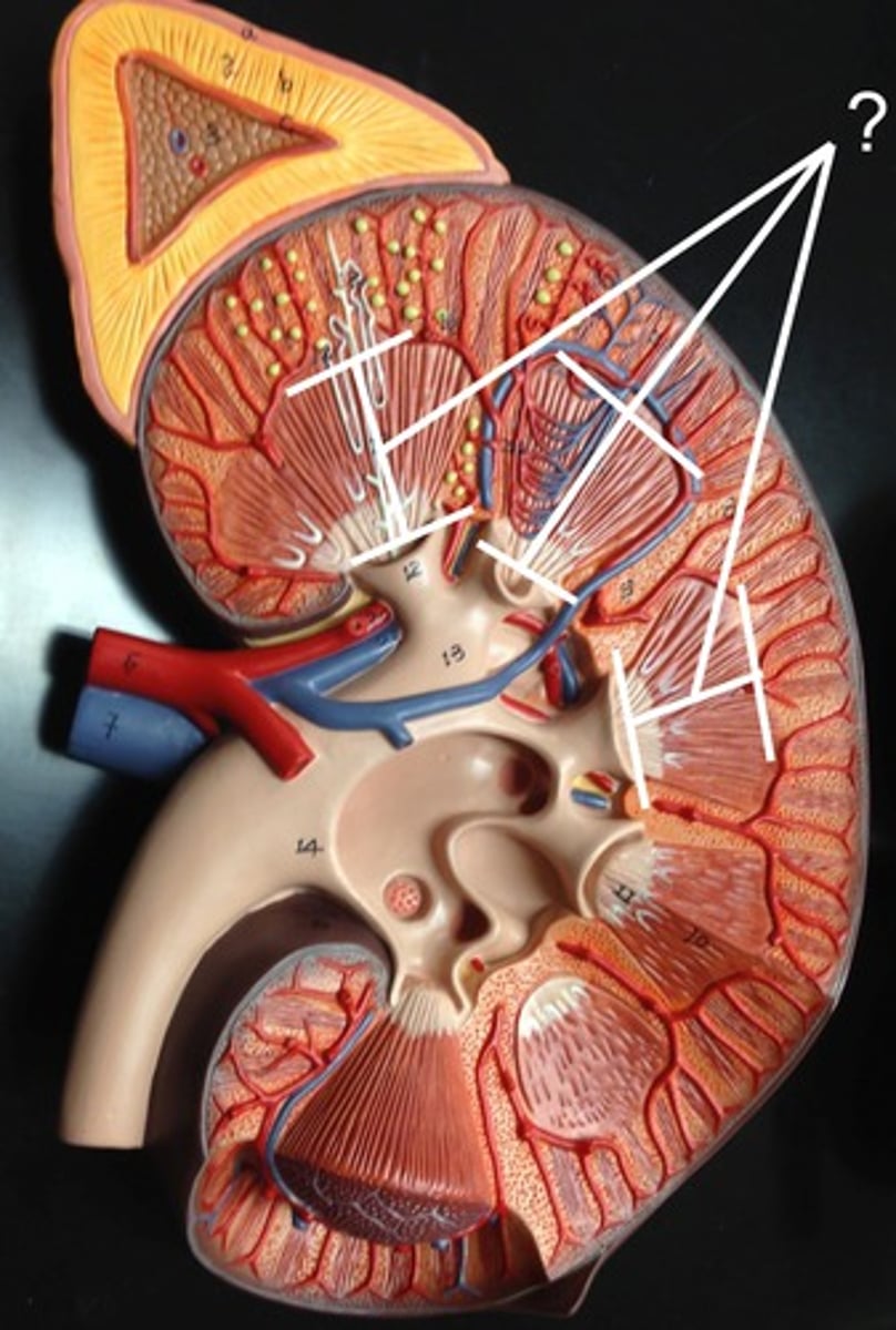 <p>Name this region</p>