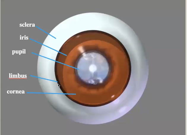 <ol><li><p>Sclera</p></li><li><p>Iris</p></li><li><p>Pupil</p></li><li><p>Limbus</p></li><li><p>Cornea</p></li></ol><p></p>
