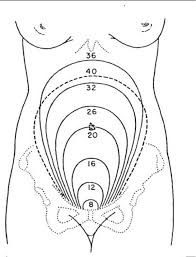 <ul><li><p>12 weeks palpable</p></li><li><p>16 weeks fundus reaches midway between the symphysis pubis &amp; umbilicus</p></li><li><p>20 weeks below umbilicus</p></li><li><p>36 weeks xiphoid process </p></li><li><p>40 weeks slightly descended <span style="color: rgb(166, 161, 161);"><em>(~1-2 fingers below xiphoid process)</em></span></p></li></ul><p></p>