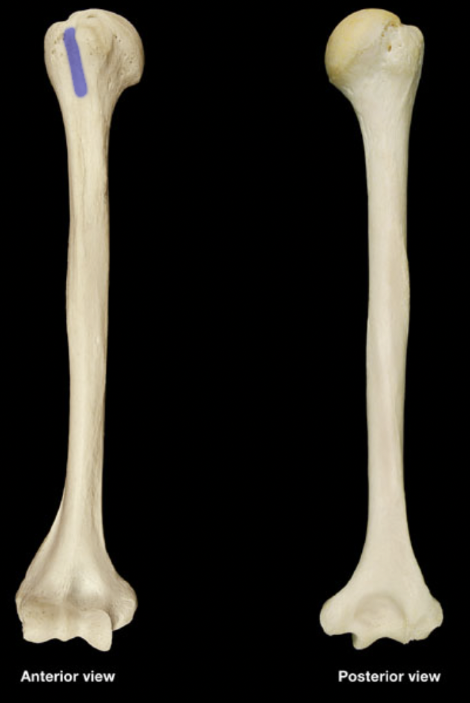 <p>(right humerus)</p>