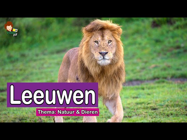 <p>Leeuwen</p>