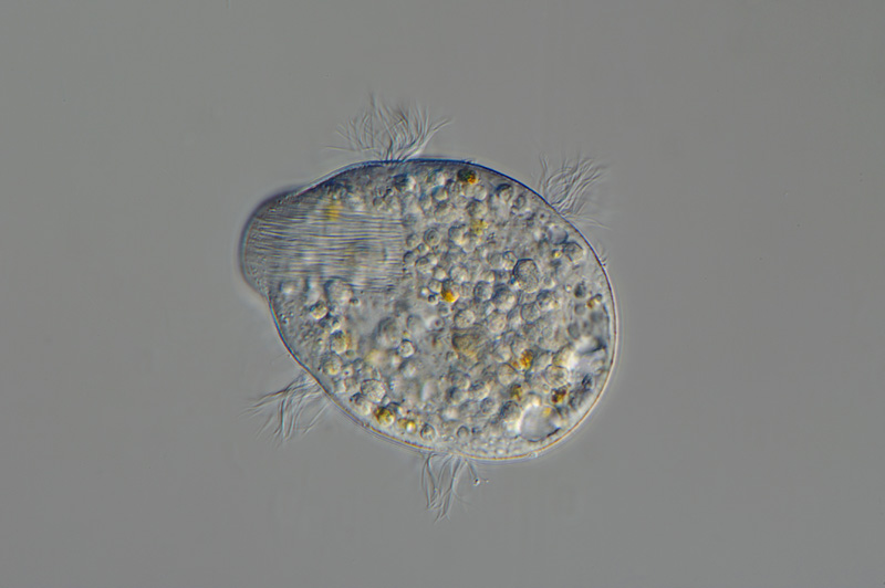 <p>what is this bacteria?</p>