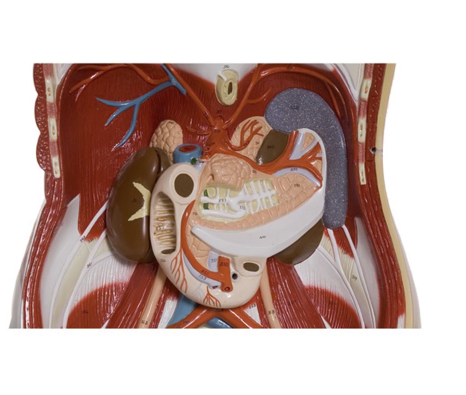 <p>What is the organ</p>