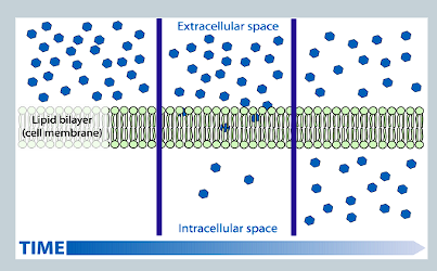 <p>Molecules move via diffusion directly through the lipid bilayer</p>