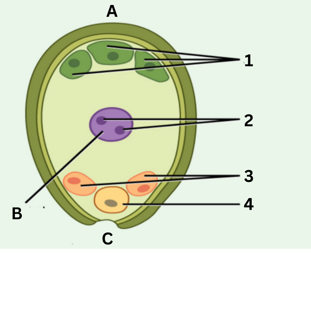 <p>What is no. 3 called?</p>