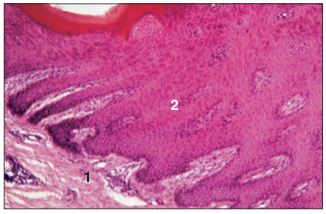 <p>name of histologic slide:</p><p>Specie:</p><p>Parts</p><p>1.__ 2.__ </p><p>Stain used:</p>