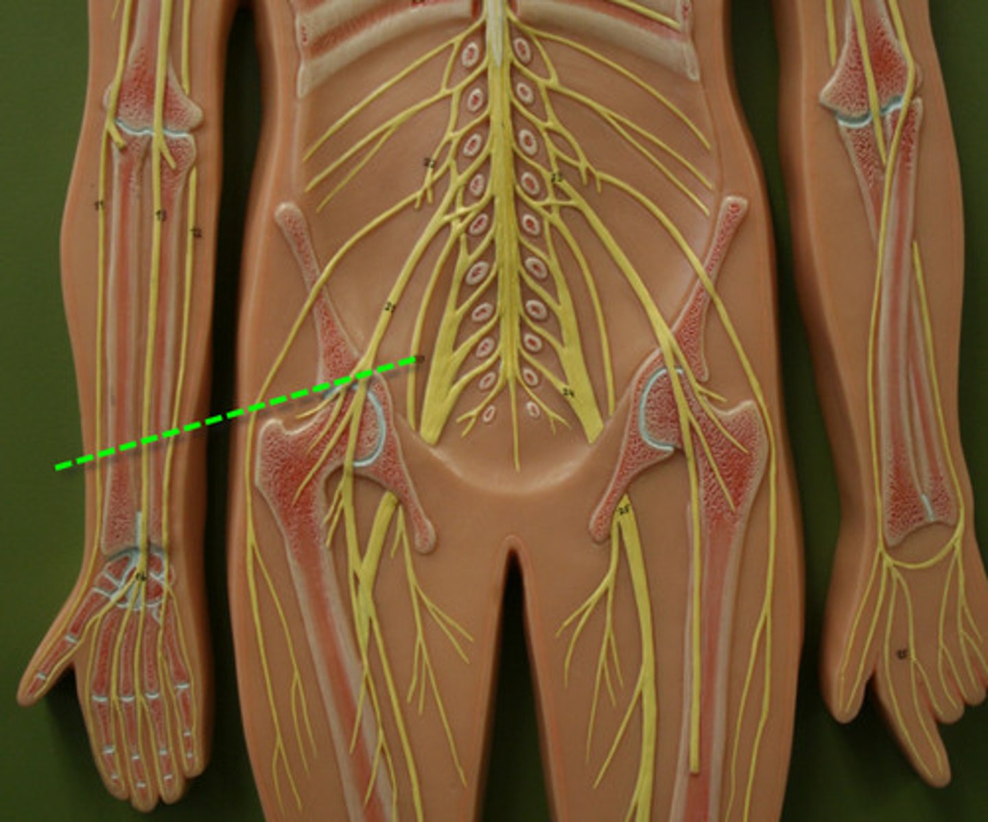 <p>Adductors of thigh, gracilis</p>