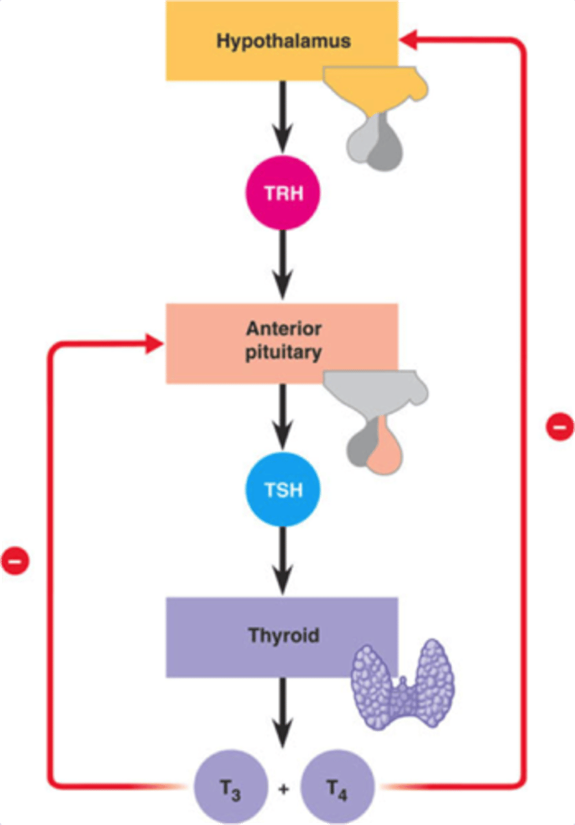 <p>Increases metabolic rates, TT is most body cells</p>