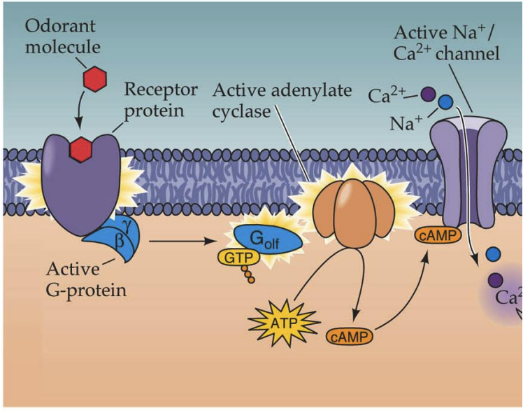 <p>The <strong>olfactory transduction mechanism</strong>, which involves <strong>_______ </strong>and <strong>__________</strong> in olfactory receptor neurons.</p>