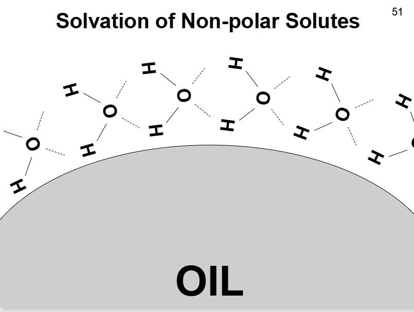 <ul><li><p>hydrogen bonds between water molecules surrounding the oil </p></li></ul><p></p>