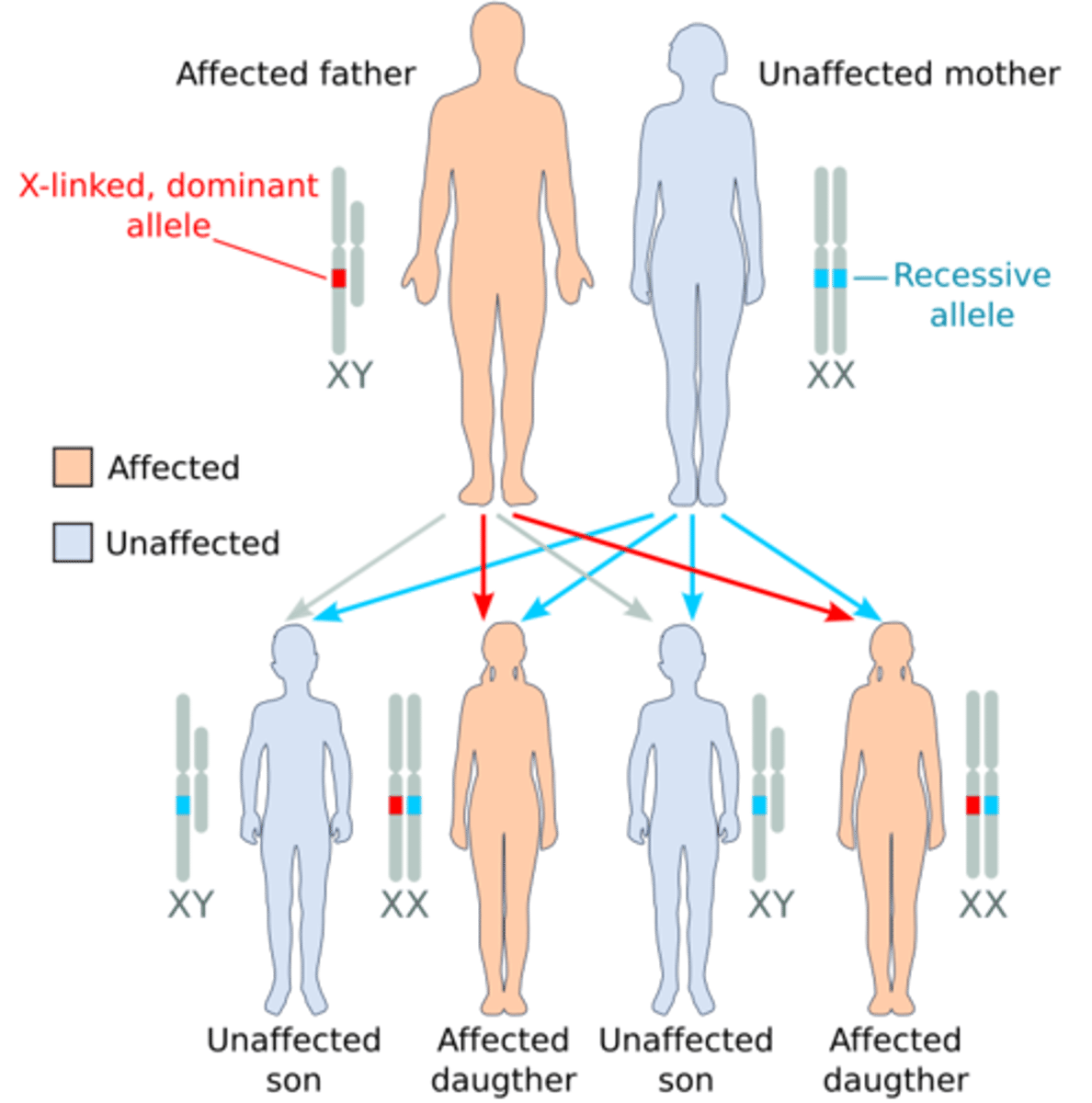 <p>sex-linked</p><p>(ex: color blindness)</p>