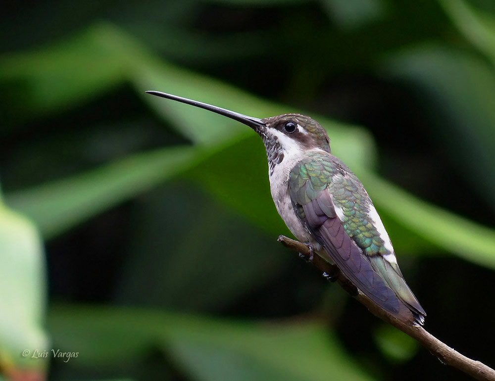 <p>Heliomaster constantii</p>