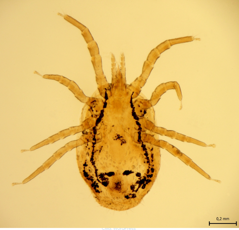 <p><strong>Dermanyssus gallinae</strong></p><p>stages: hemimetabolic, egg → larva → protonymph → deutonymph → adult</p><p>Type: temporary, non-specific</p><p>FH: primarily domestic chickens, turkey, geese, pigeon, horse, dog, cat, human</p><p><strong>Adults</strong>: oval shaped body, gray/yellow/brown, after sucking - red/ruby color, long mouthparts, stinging-sucking type, chelicerae long in shape of knife blade, dorsal plate covers almost entire dorsal side of body, long legs, covered with hair, ending with pair of claws + suction cup. </p>
