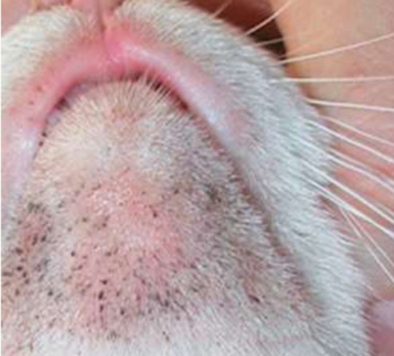 <p>¿lesión?</p><p>¿primaria o secundaria?</p>