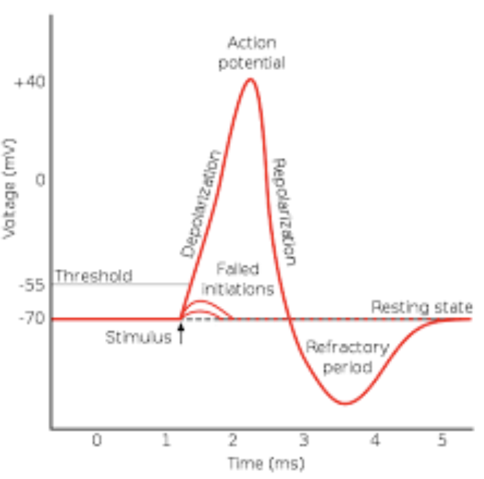 <p>a rapid electrical impulse that transmits signals throughout the body via a temporary shift in a neurons membrane potential</p><p>during action potential: a rapid change in electrical charge occurs across a cell membrane </p>