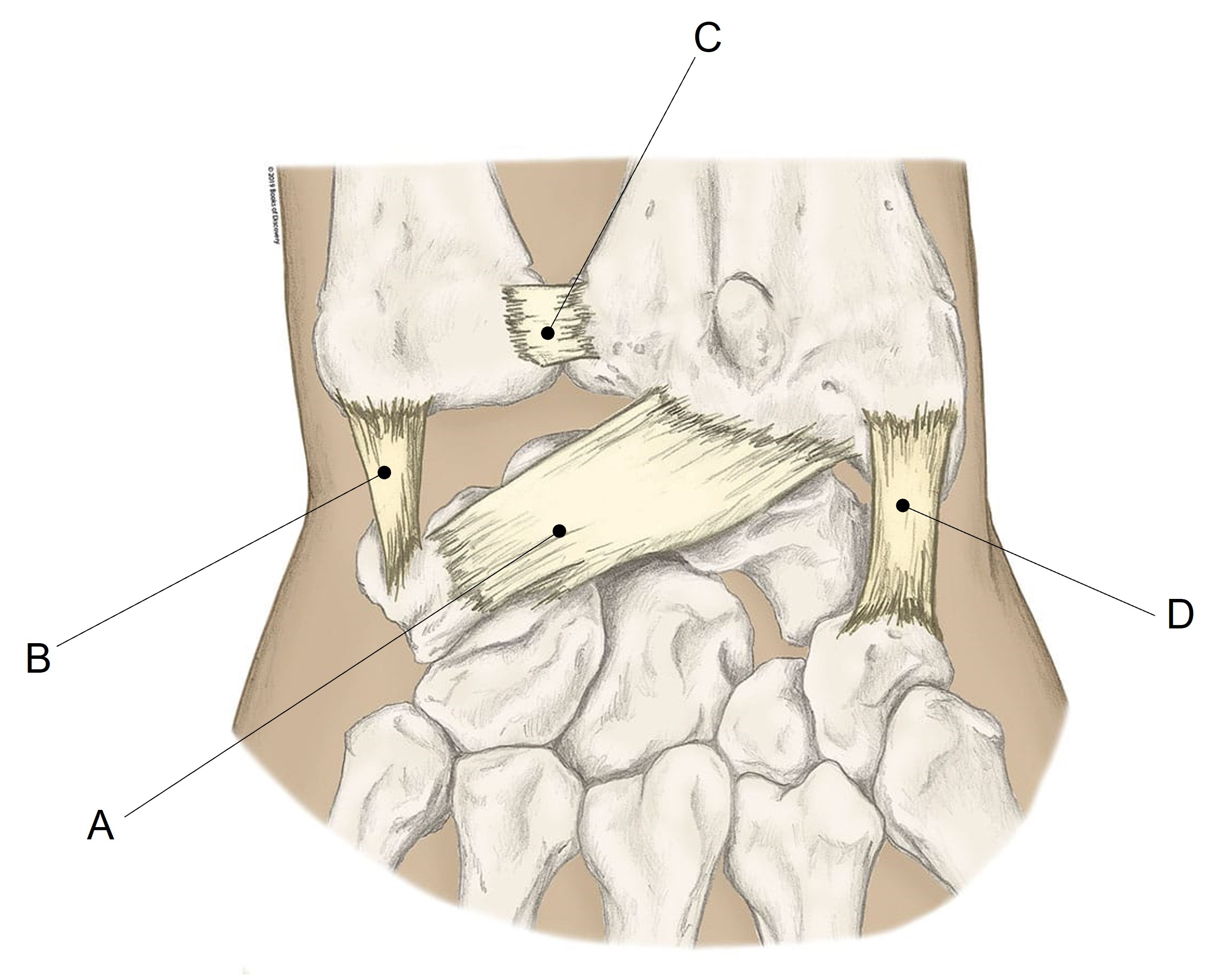 <p>Match the appropriate term with the landmark or structure identified in the picture below. Answers are used once and there are incorrect choices.</p><p></p>
