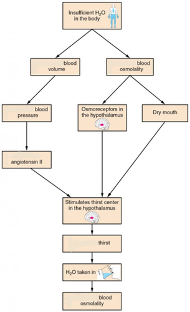 <p>increased; H2O taken in</p>