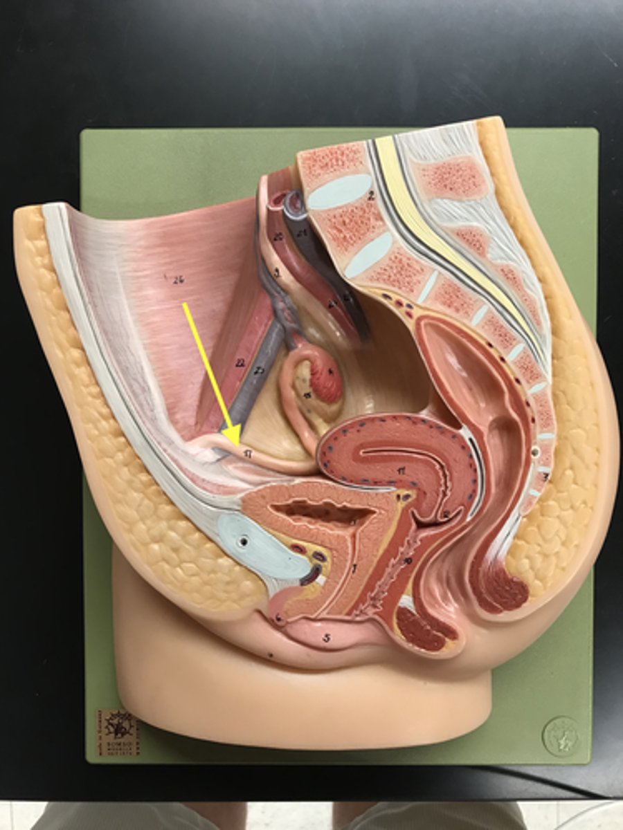 <p>Anchor uterus to the abdominal cavity- anteriorly</p>