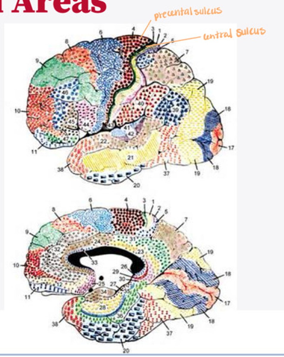 <p>What did Brodmann study?</p>