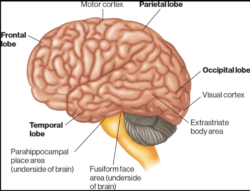 <p>Frontal lobe…. in the front </p><p>Parietal lobe… in the top-back </p><p>Temporal lobe… in the sides </p><p>Occipital lobe… in the back </p>