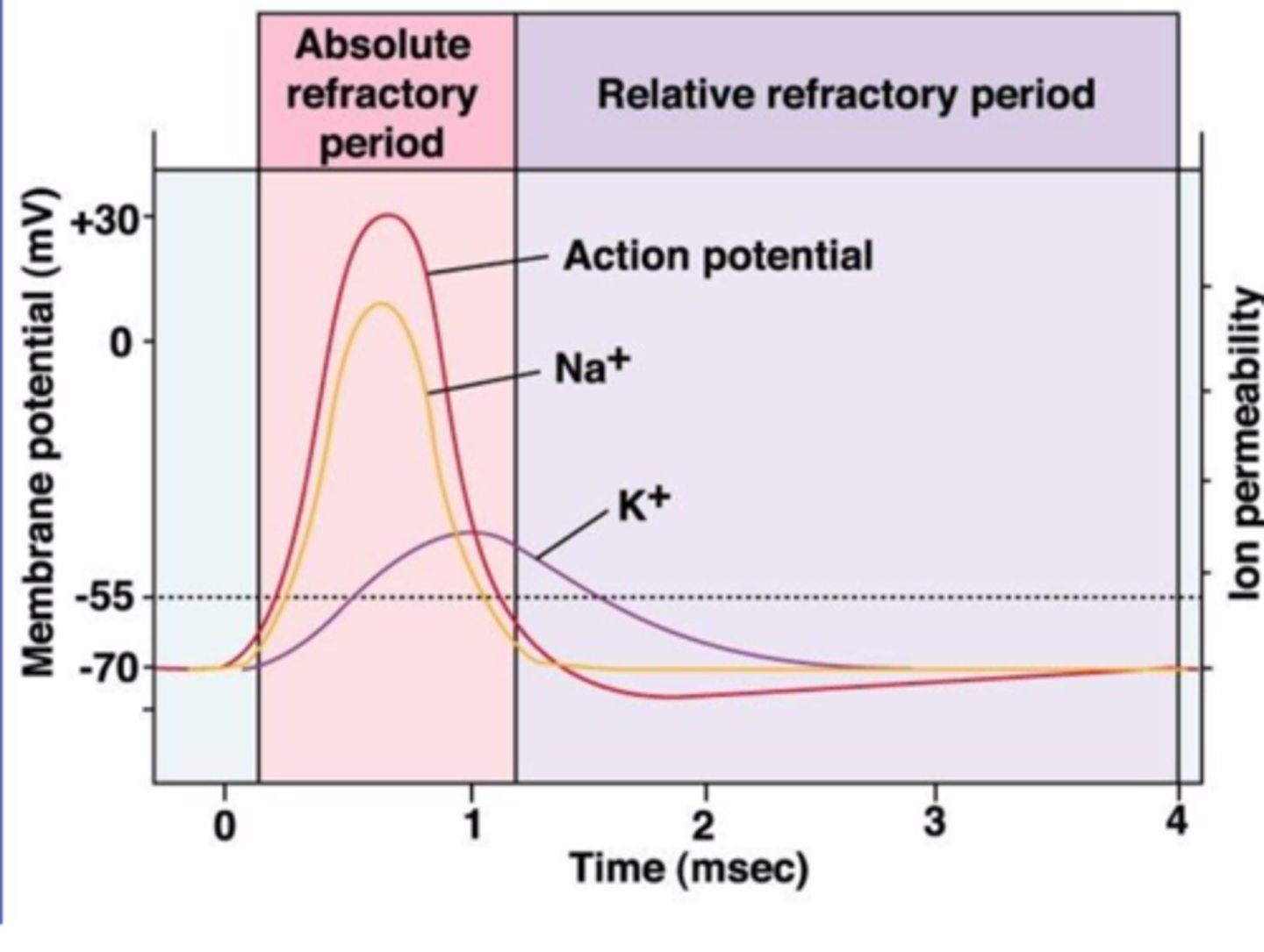 <p>Gates that open after sodium, letting potassium (K⁺) flow out to reset the neuron.</p>