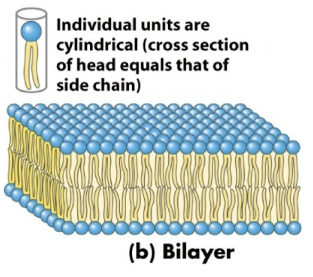 <p>Bilayers→ cross section of head is equal to cross section of side chain</p>