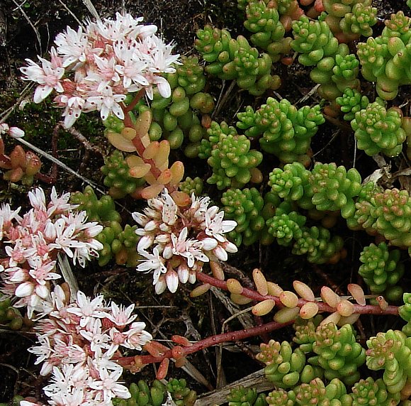 <p>English stonecrop</p>