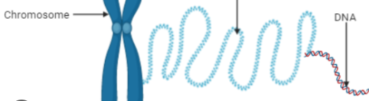 <p>the complex of DNA and proteins that forms chromosomes in the nucleus (The pasta looking stuff in the nucleus)&nbsp;</p><p>what part of the cell is this and what i its function&nbsp;</p>
