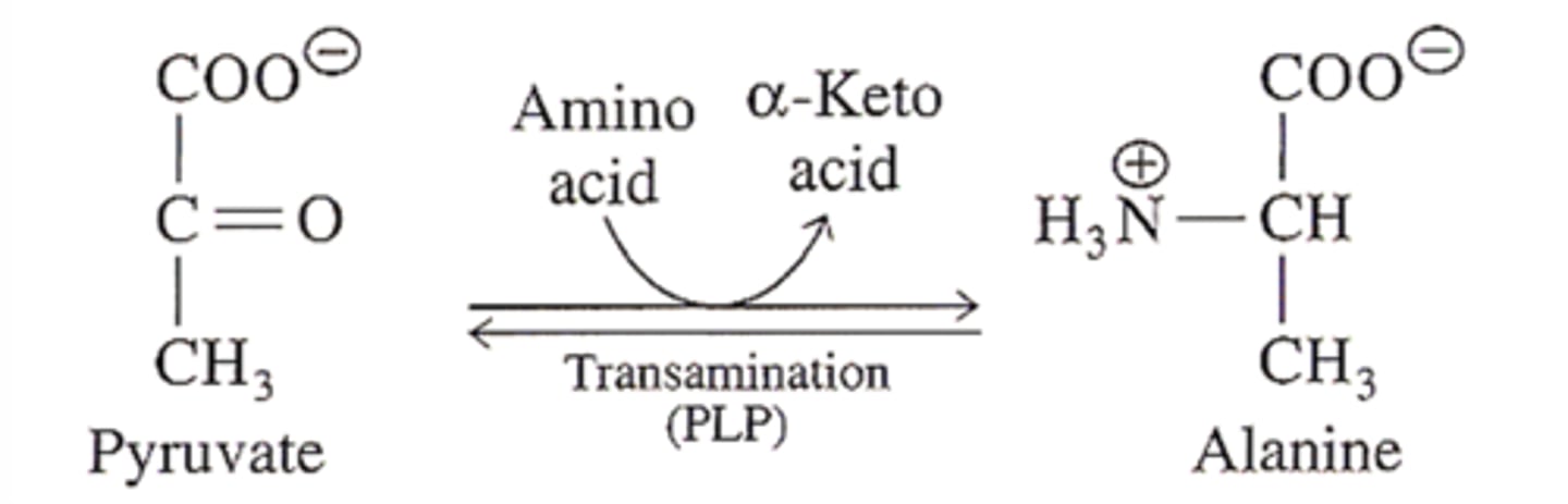 <p>alanine</p>