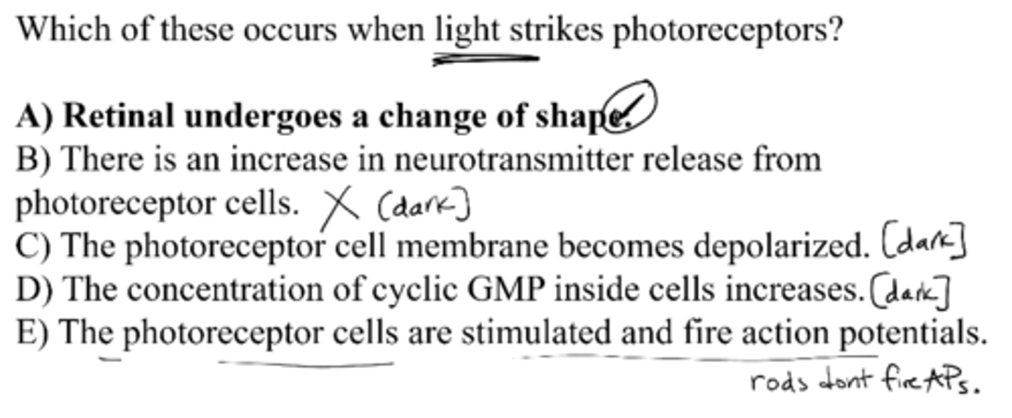 <p>A) retinal undergoes a change of shape</p>