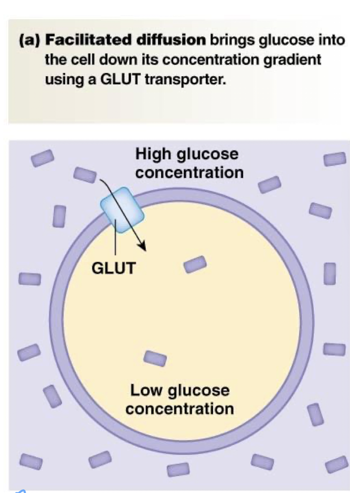 <p>passive movement of non-permeable solutes down their own electrochemical gradient using a transport protein imbedded in the cell membrane</p>