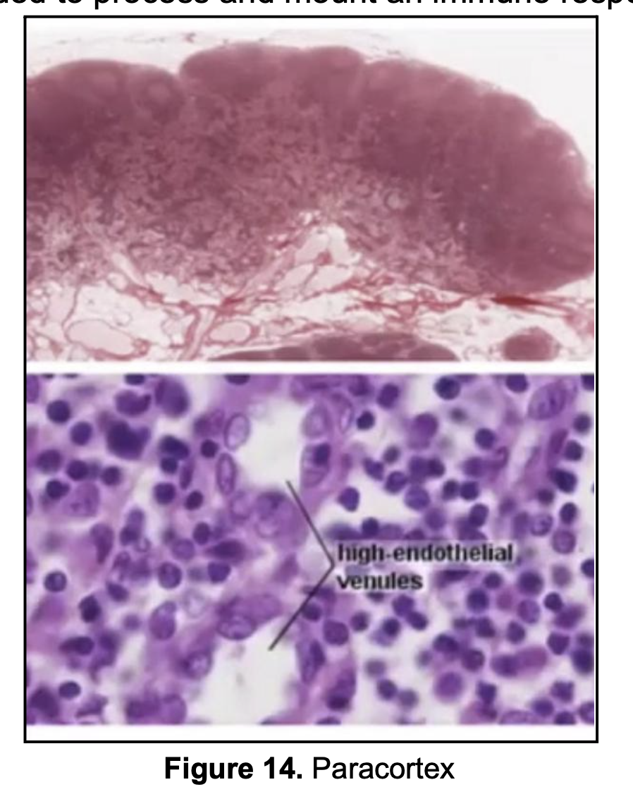 <ol><li><p>Paracortex of Lymph Nodes</p></li><li><p>MALT (but not as prominent)</p></li></ol><p></p>
