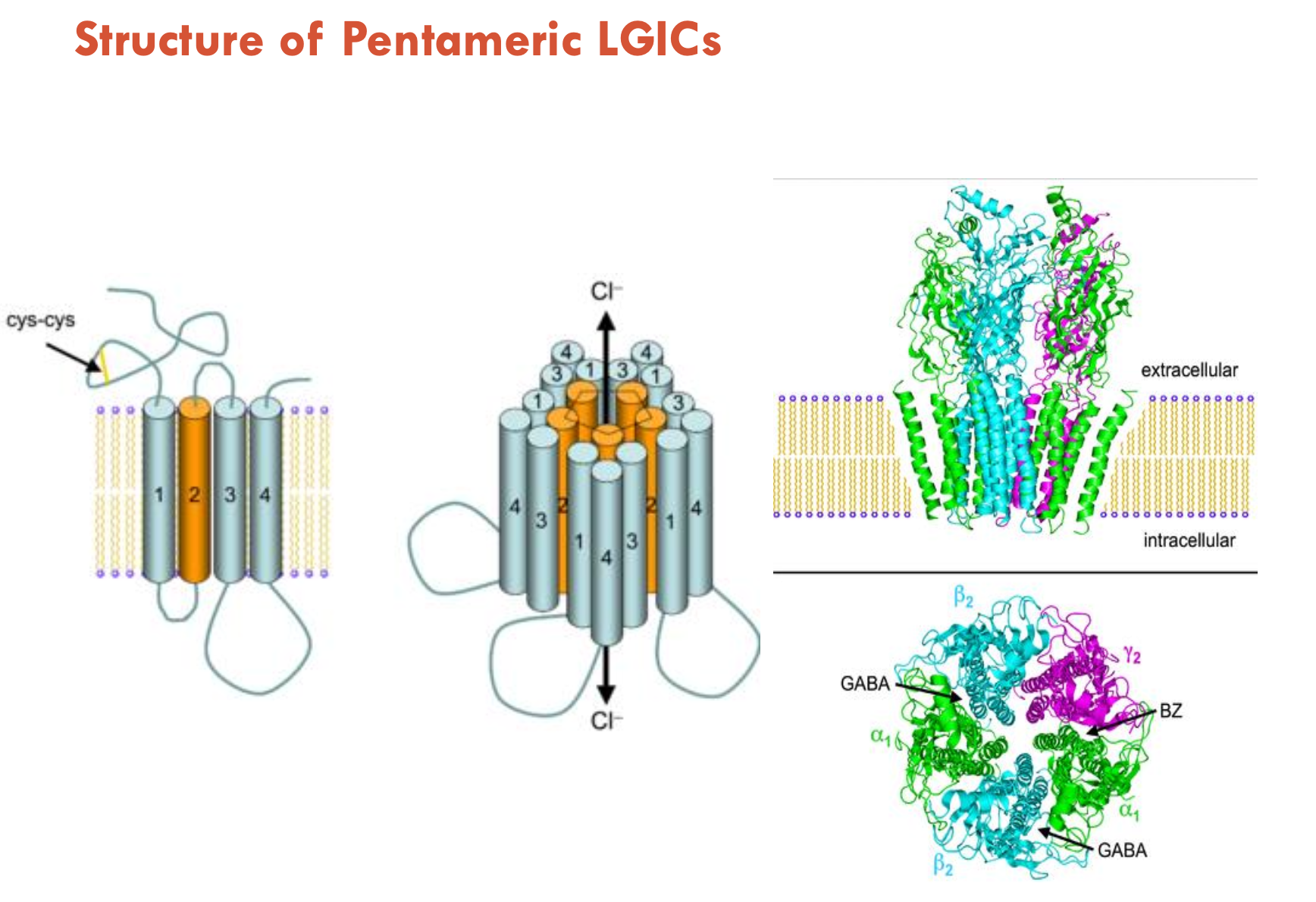<ul><li><p>TM proteins consisting of 5 subunits</p><ul><li><p>each subunit has an <strong>extracellular </strong>(blue in diagram) and <strong>transmembrane</strong> (yellow in diagram) domain</p></li></ul></li></ul><p></p>