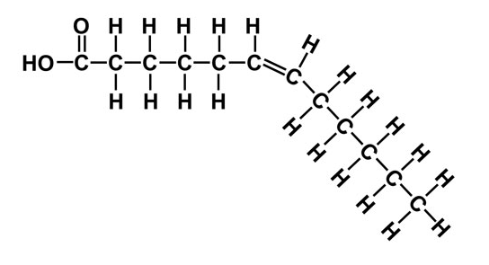 <p>This fatty acid has  Double bonds that change the direction of the lipid: cannot pack as closely together → oil is liquid at room temperature</p>