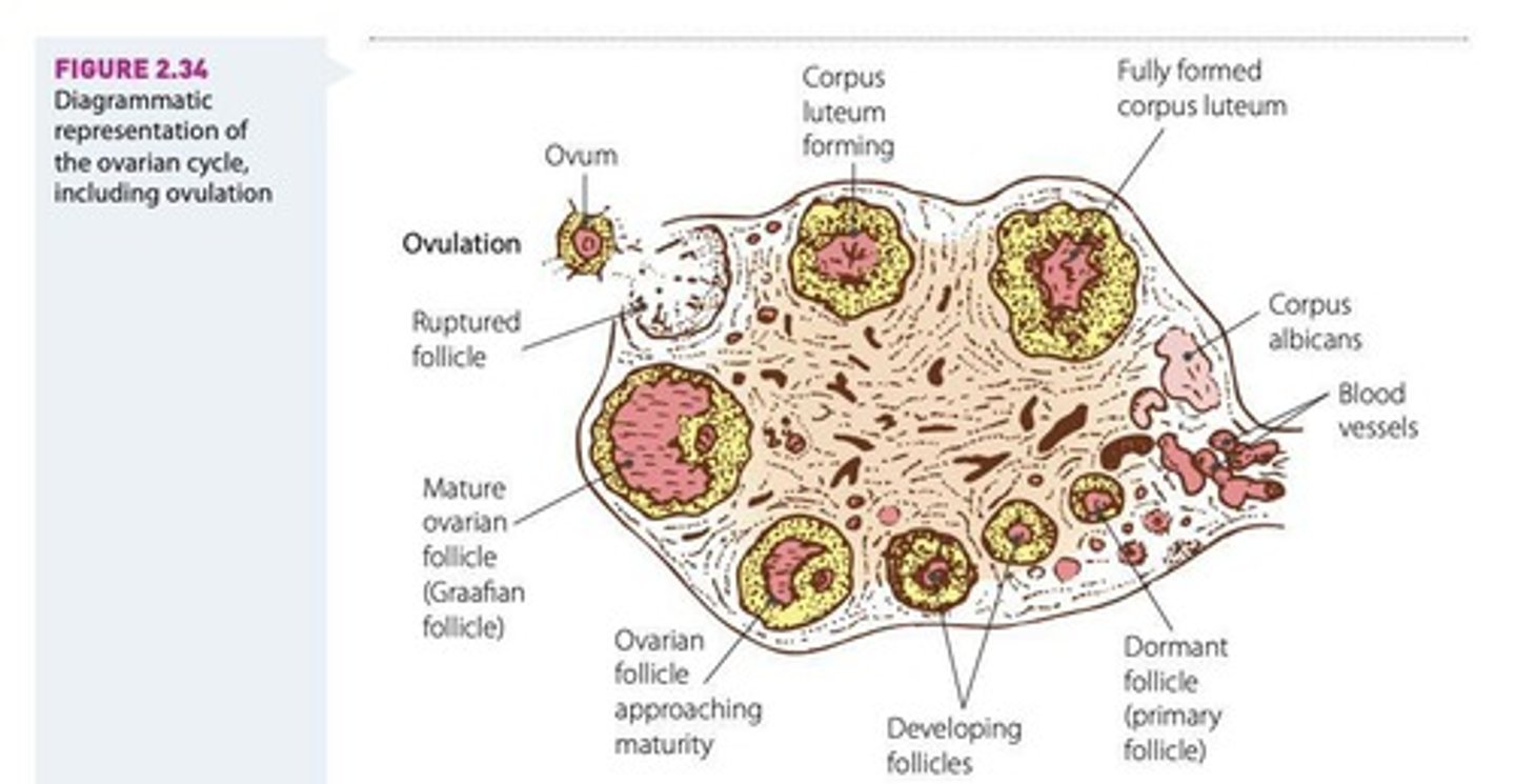 <p>The phase following ovulation where the ruptured follicle transforms into the corpus luteum, secreting hormones to maintain the uterine lining.</p>