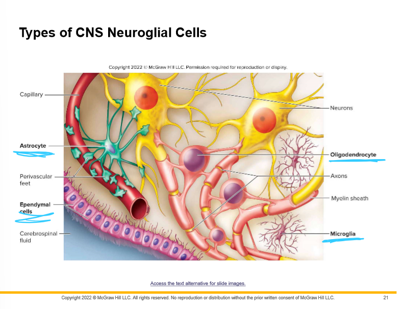 Oligodendrocytes
phagocytize
external environment
cerebrospinal fluid
