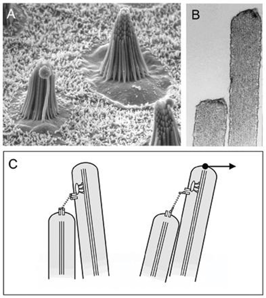 <p>Sensory receptors of the auditory system and vestibular complex</p>