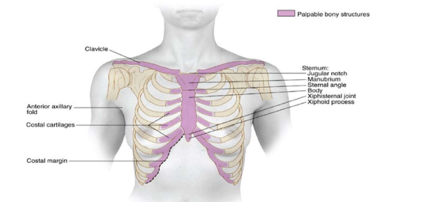 mid clavicular lines at costal margin 