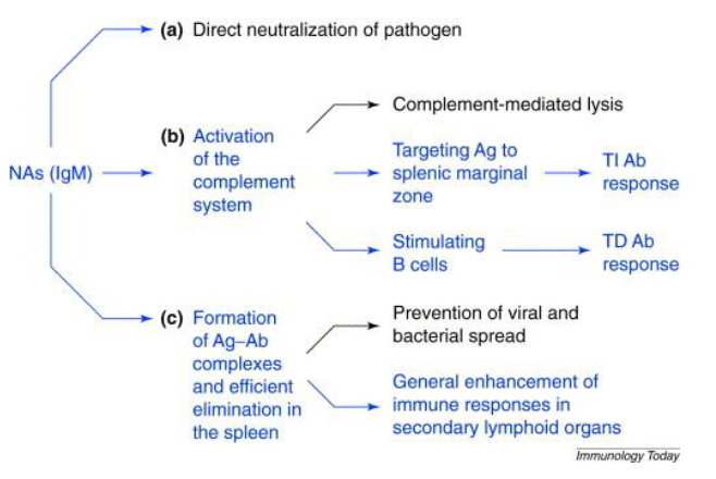 <p>Regulation Immune responses</p><ul><li><p>networks</p></li><li><p>binding to cytokines, chemokines</p></li><li><p>blocking receptors</p></li></ul><p>neutralization pathogens (first line of defence)</p><p>link innate and adaptive immunity (opsonization)</p><p></p>