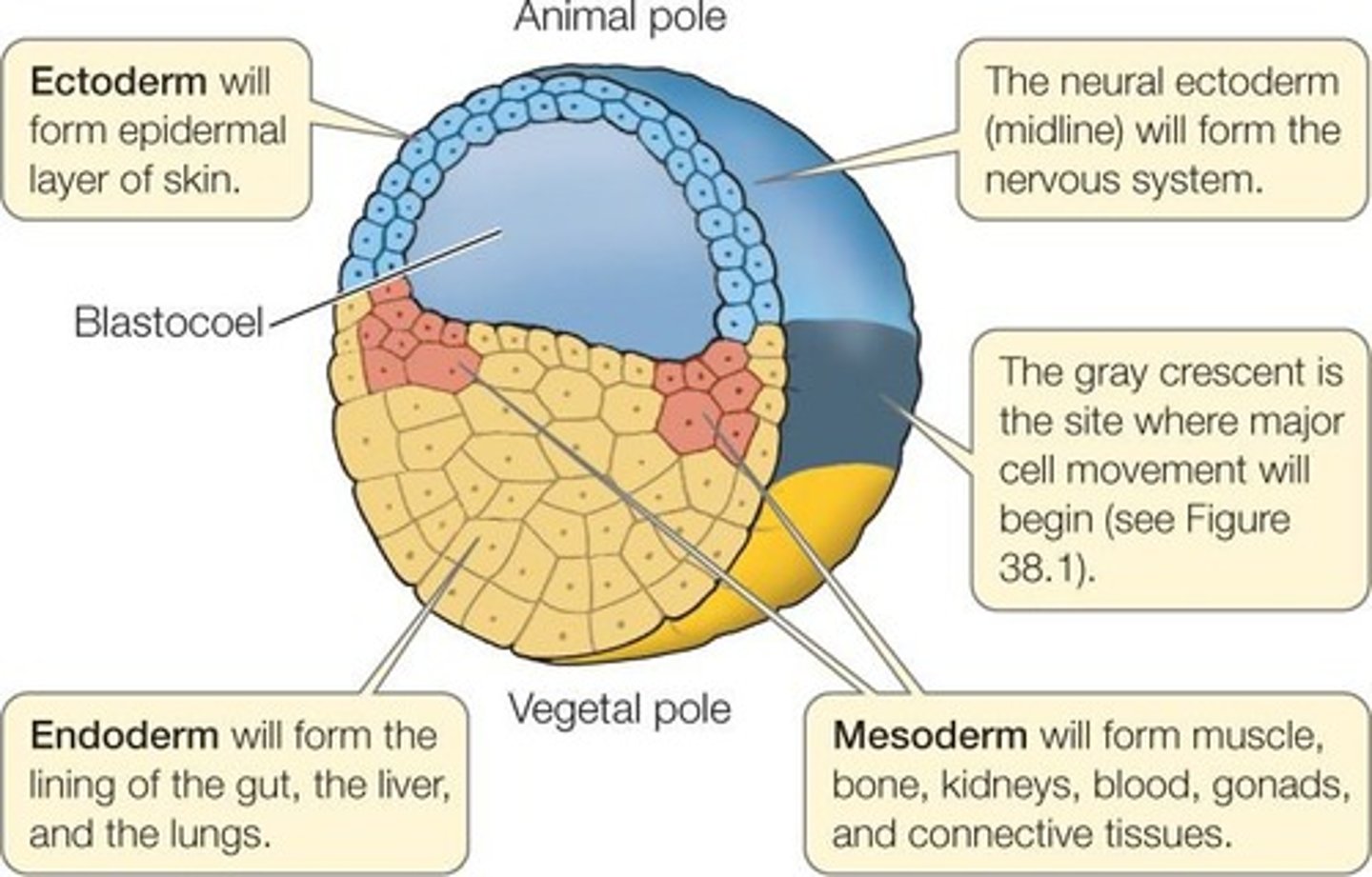 <p>A tiny, hollow ball of cells formed from mitotic cell divisions of a zygote.</p>
