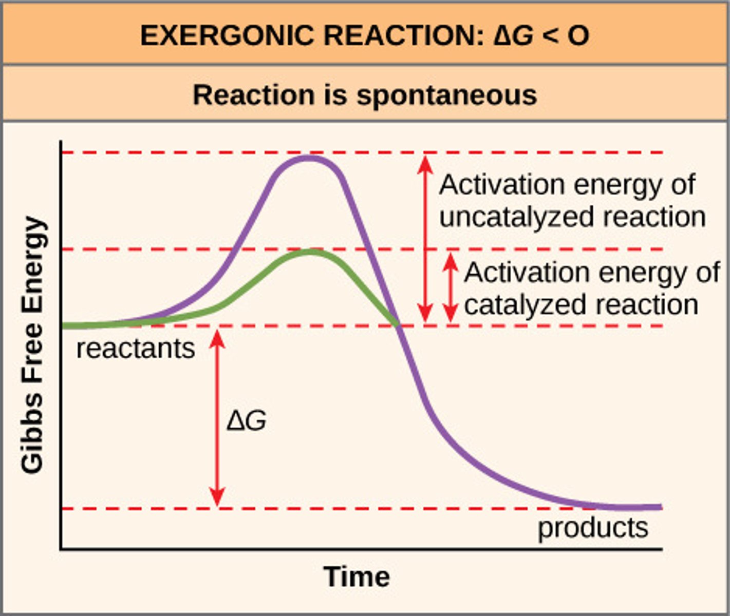 <p>Releases energy, spontaneous. Reactants > Products, so negative ∆G</p>