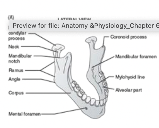 <ul><li><p>lower jaw</p></li><li><p>sensory innervation for the teeth and gums</p></li></ul><p></p>