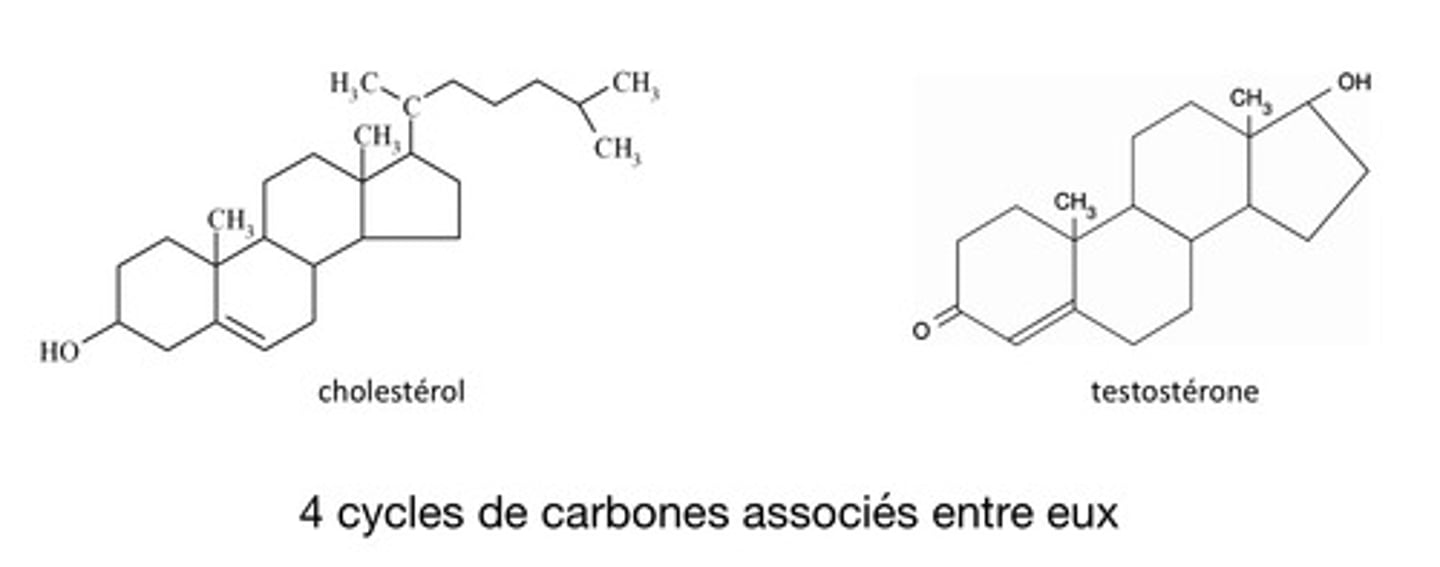 <p>Sorte de lipide constitué de 4 cycles de carbones associés.</p><p>Exemples :</p><p>- cholestérol (présent dans la membrane de cellules animales)</p><p>- hormones : testostérone &amp; oestrogène</p>