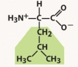 Non-polar
-Longer than valine