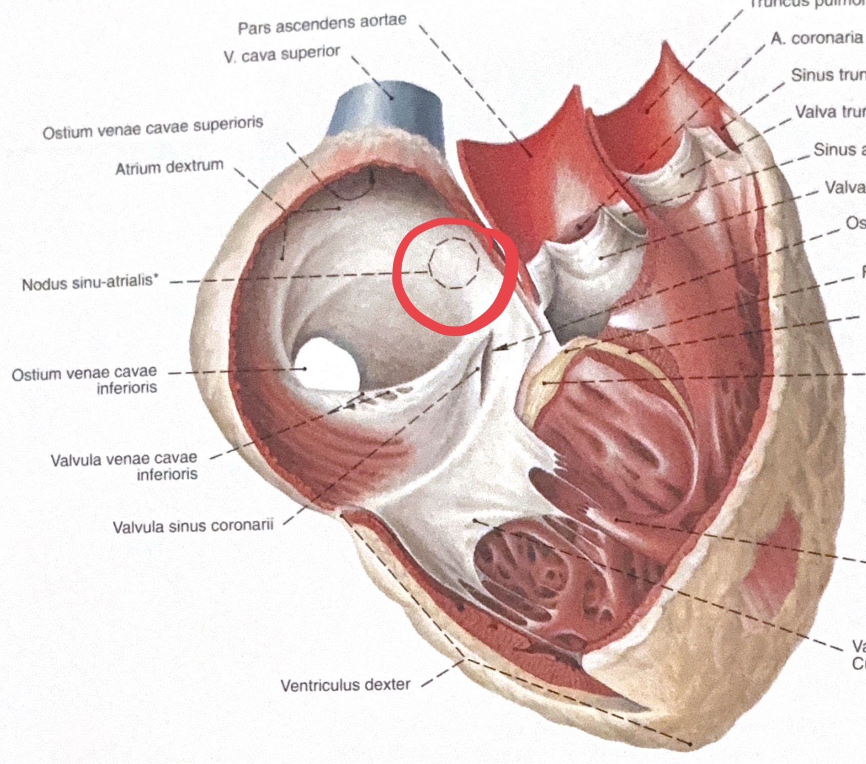 <p>nodus sinoatrialis</p>